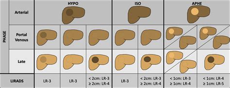 Liver Lesion Size Chart