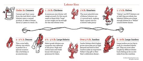 Lobster Age Size Chart