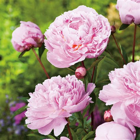Luktpion Sarah Bernhardt: Bunga yang Penuh Pesona dan Kisah Inspiratif