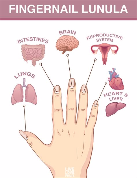 Lunula Nail Health Chart