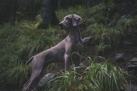 Mätsticka hund - En guide till denna unika ras