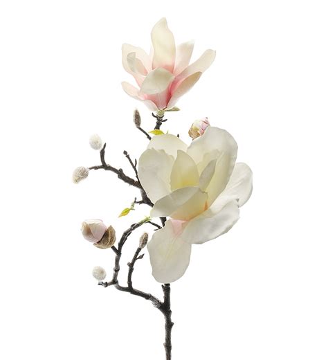 Magnolia Kvist: Ett Inspirerande Växtval