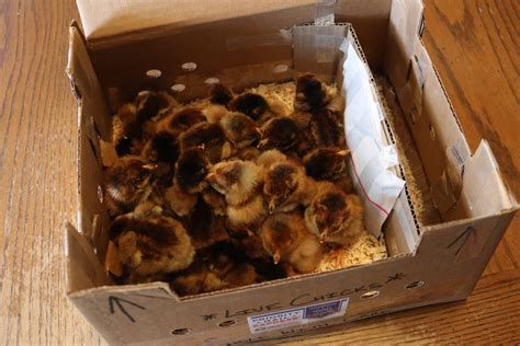 Mail Order Chickens Catalog