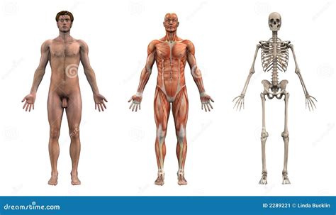 Male Anatomical Chart