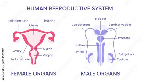 Male And Female Reproductive System Chart