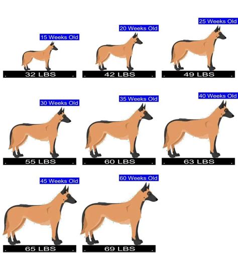 Malinois Growth Chart