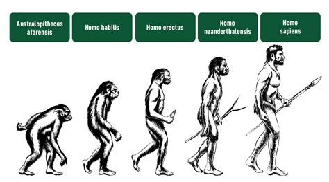 Man Evolution Chart