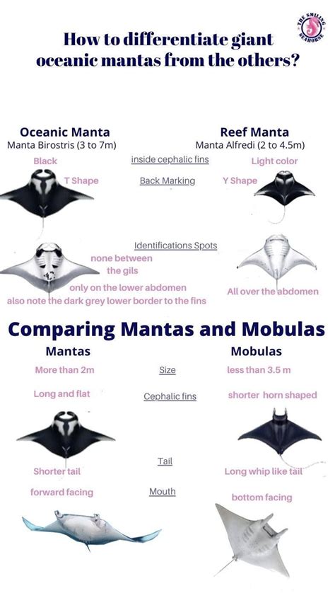 Manta Ray Size Chart
