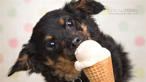 Mari Kenali Lebih Dekat Es Krim untuk Anjing