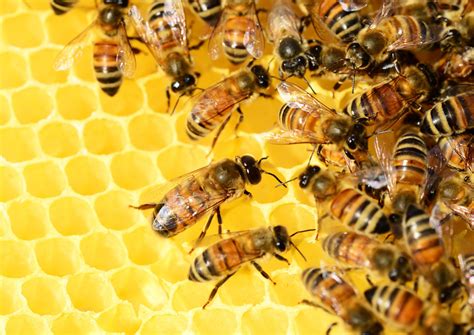 Mari Mengenal Es Krim Lebah