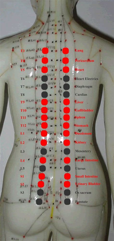 Massage Chart For Back