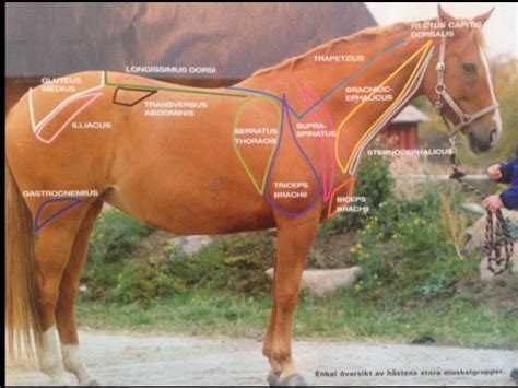 Massagemattor för hästar: Förbättra hästens välmående och prestation