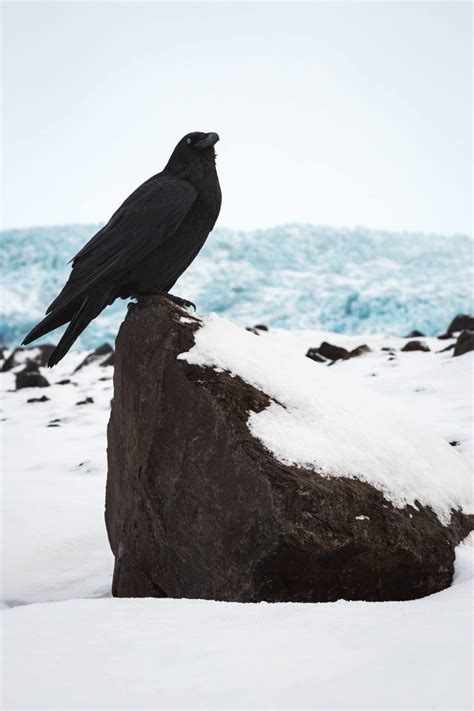 Meet the Ice Raven: A Majestic Bird of the Arctic