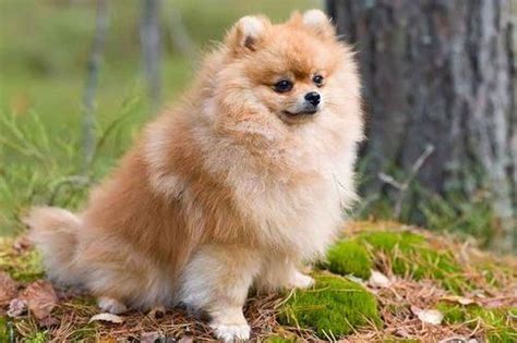 Membeli Pomeranian: Panduan Lengkap untuk Pengadopsi Baru