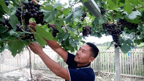 Menjadi Penjual Anggur yang Berkesan: Panduan Praktis Vinetiketter