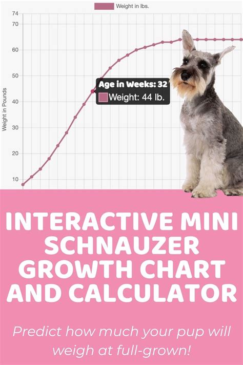 Mini Schnauzer Growth Chart