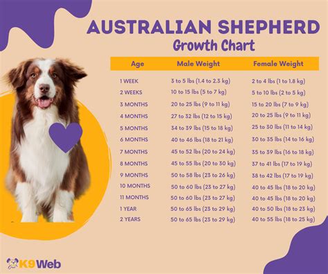 Miniature Australian Shepherd Weight Chart