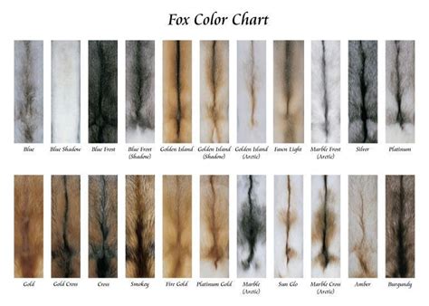 Mink Color Chart