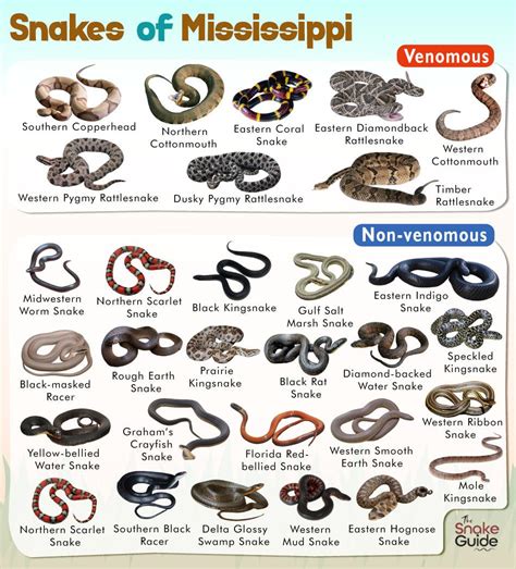 Mississippi Snakes Chart