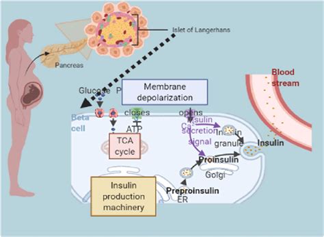 Molecular Machinery for the 0́8kiss and Run0́9 Mechanism of Insulin Secretion book cover