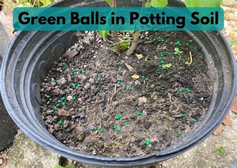 Mossboll: Tiny Green Balls, Big Environmental Impact