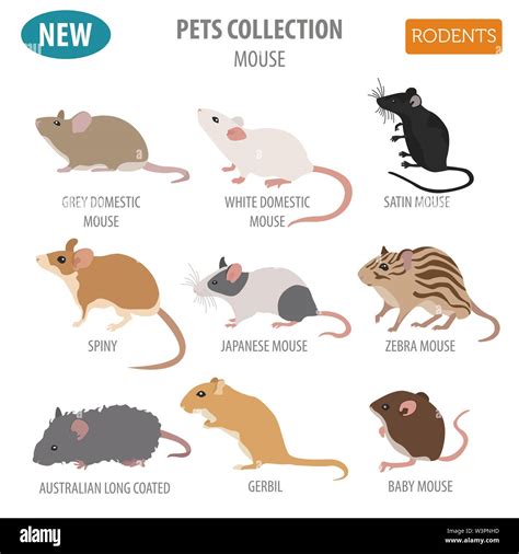 Mouse Identification Chart Australia