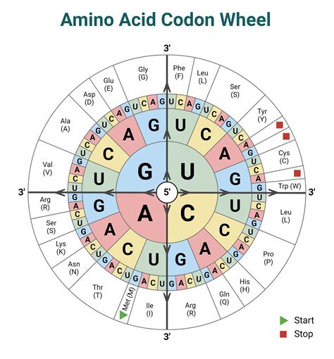 Mrna Amino Acid Chart