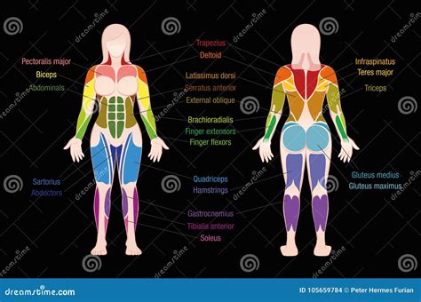 Muscle Chart Female