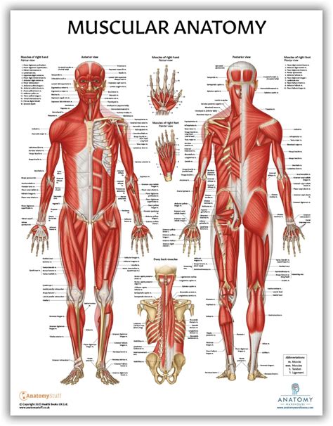 Muscular Anatomy Chart