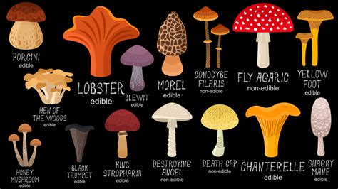 Mushroom Identification Chart