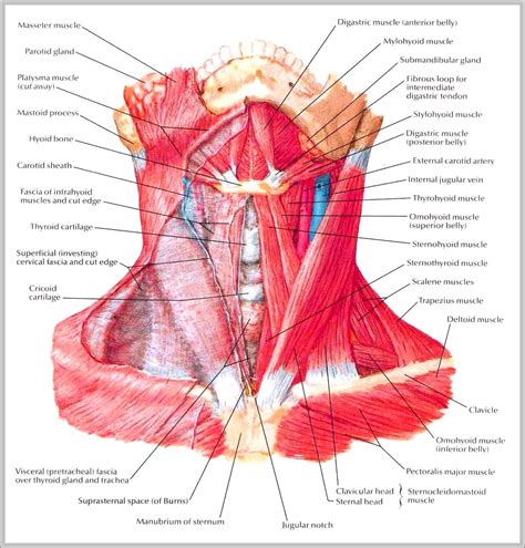 Neck Muscle Anatomy Chart