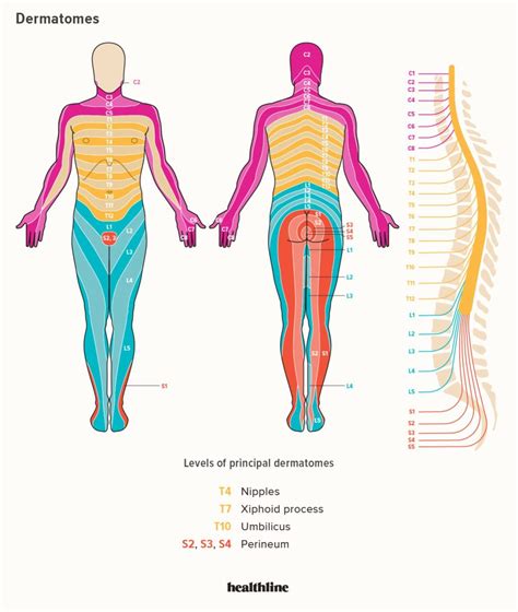 Nerve Root Chart
