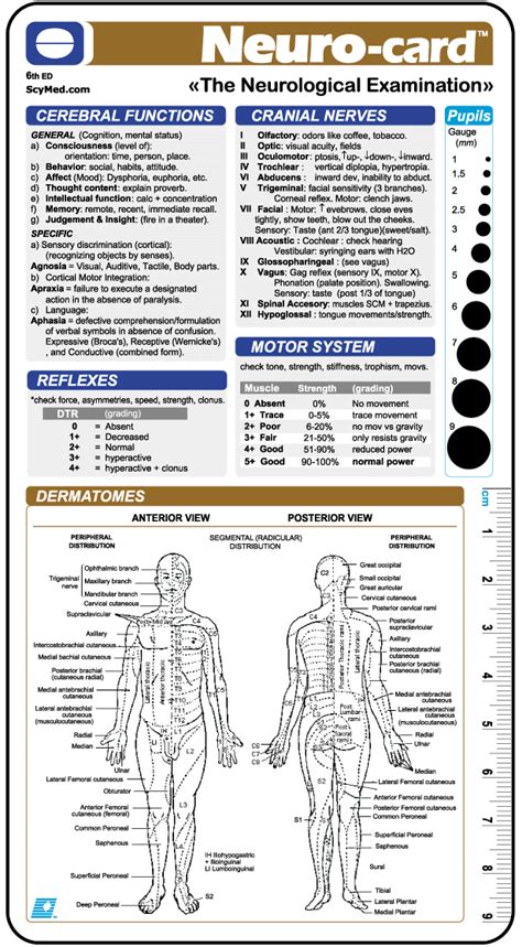 Neurological Examination Template