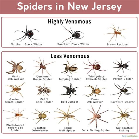 New Jersey Spider Identification Chart