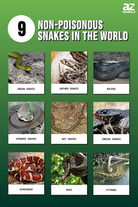 Non Poisonous Snakes Chart