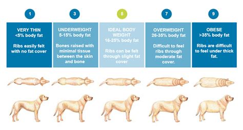 Obese Dog Chart