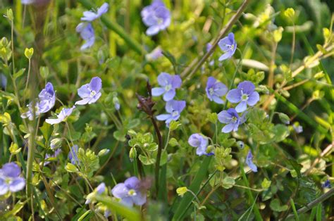 Ogräs med blå blommor: En guide till din trädgårdsvän