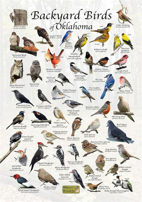 Oklahoma Bird Identification Chart