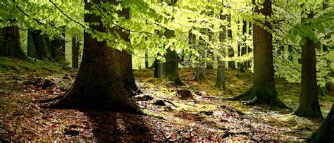 Om i ödslig skog: En guide till skogens hemligheter
