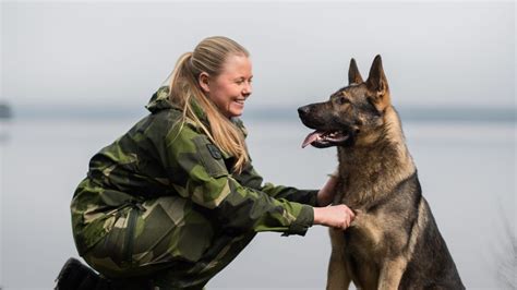 Omplacering hund Västerbotten: Din omfattande guide till omplaceringshundar i norra Sverige
