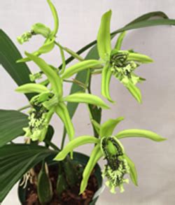 Orchids By Hausermann Catalog