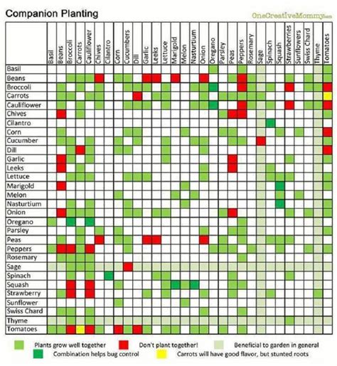 Oregano Companion Planting Chart