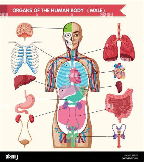 Organs Of The Body Chart