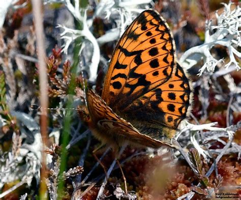 Ovanliga svenska fjärilar: Upptäck den dolda världen av sällsynta skönheter
