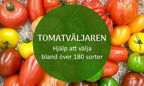 Ovanliga tomatfrön: Din guide till unika och spännande tomater
