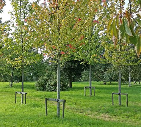 Päronträd Köpa: En Ultimat Guide till att Välja och Plantera det Perfekta Päronträdet