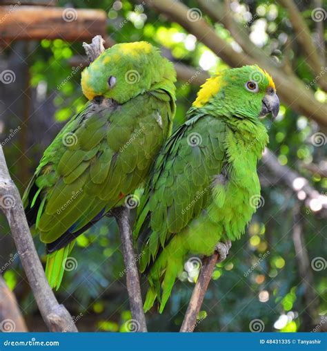 Papegojor: En värld av färger, intelligens och livsglädje