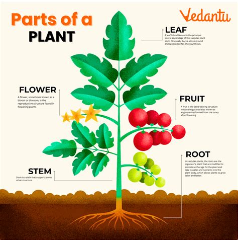 Parts Of A Plant Chart