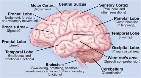 Parts Of Brain Chart