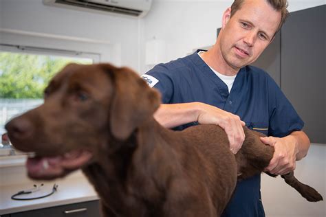 Patellaluksation hos hund: Pris og behandlinger
